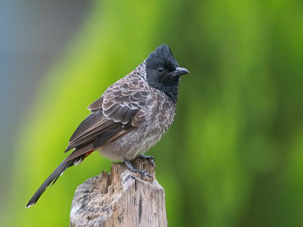 <h3><a href="/trips/srilanka/biota/animalia/chordata/aves/040 passeriformes/074 pycnonotidae/pycnonotus cafer/pycnonotus cafer-nl.html">Pycnonotus&nbsp;cafer</a> / Red‑vented&nbsp;bulbul / Roodbuikbuulbuul</h3>NIKON D500 met AF-S Nikkor 300mm f/2.8G IF-ED VR II, 1/400 sec  bij F5.6, ISO 1600, afstand 7.94&nbsp;m